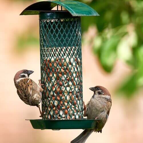 Birds on a feeder