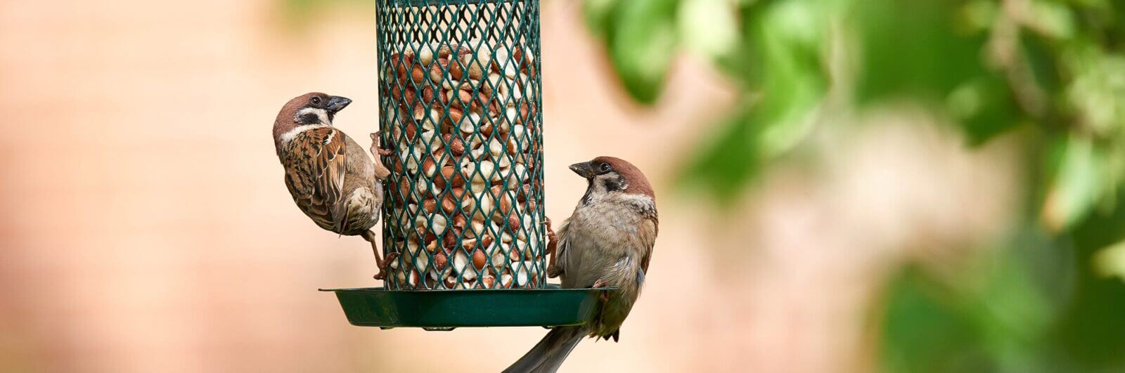 Birds on a feeder
